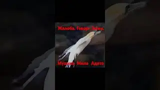 ЖАЛОБА . Геворг Эмин.  Музыка МИЛА  АДАТО #стихиожизни #поэзия