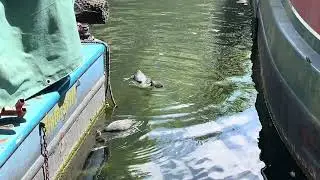 Relaxing walk along London canal walk Regent&rsquo;s canal Camden Town China town 