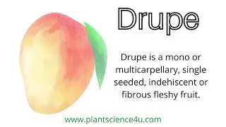 What is a Drupe?   Examples of Drupe fruits
