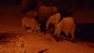 Elephant vs Rhino - Battle of the pachyderms