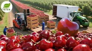 Billion-Dollar Secret of Insane Cherry Harvest They Don't Want You to Know About!?