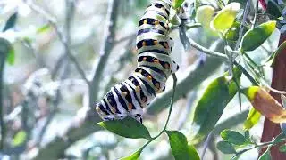 Caterpillar feeding Behavior
