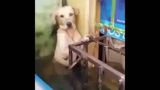 Чудесное спасение Собаки!! Miraculous rescue Dog!! #dog #happiness #shorts #world