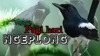 TERAPI DASAR KACER NGEPLONG INI, DIJAMIN BIKIN BAHAN LANGSUNG NYAUT JADI GACOR
