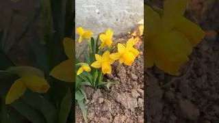 ✿ НЕЖНОСТЬ ЦВЕТОВ &bull; ВЕСНА НЕОБЫКНОВЕННО КРАСИВАЯ #beautifulnature #spring #shorts #flowers #garden