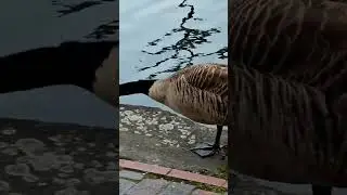 #geesefighting #angrygoosesound #angrygoose #angrygeesesounds #honkingnoise