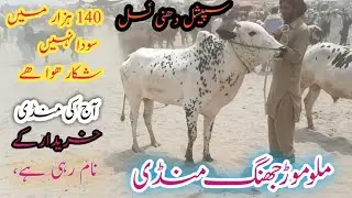 Dhanni Nasal Bachrhay 2025 | Fresh Rates Fresh Update | Malumor Jhang Mandi #dhani #farming #cow