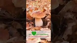 💚 🏡 Landgasthof Kupferschmiede: Herbstzeit ist Pilzzeit auf dem Vogelsberg