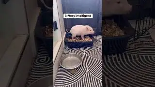 Reasons to adopt a minipig 🐷🥰 #youtubeshorts #pets #cute #adorable #love #comment #like #minipig