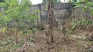 Update Kebun 03 Pebruari 2026, Rumput sudah pada layu setelah di Herbisida Roundup