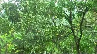 5acr Land For Sale at Adimaly