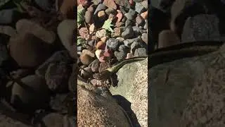 Garter Snake Eating a Bullfrog - Part 1