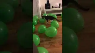Cute KITTEN pops balloon (Funny reaction) #shorts #cutekitten