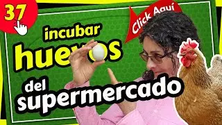 Puedo SACAR POLLITOS de Huevos Que COMPR&Eacute; EN LA TIENDA