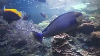 My Hawaii Trip #9 Waikiki Aquarium, Honolulu
