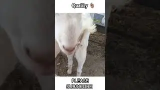 GULABI GOAT FOR SHOW ONLY SHORTS #top1 #goat #bakra #ytshorts