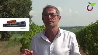 L'irrigation enterrée en viticulture