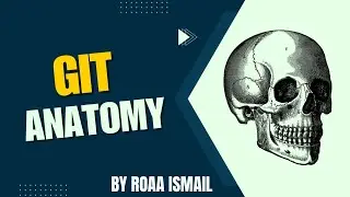 Essay questions on liver and pancreas |GIT ANATOMY 
