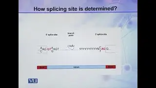 How Splicing Site is Determined? | Cell Biology | BIO5105_Topic114