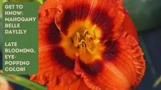 EYE-POPPING COLOR | Mahogany Belle Daylily