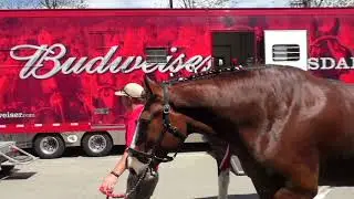 The Clydesdales @ UTCVM 2016