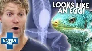 Insane Bladder Stone Removed From Iguana 😵| Bondi Vet Clips | Bondi Vet