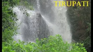 Tirupati Seshachalam hills Waterfalls flowing to its fullest || Tirumala Tirupati Devasthanams