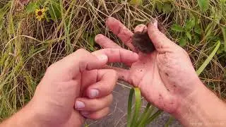 Short-tailed Shrew (Blarina brevicauda) in hand
