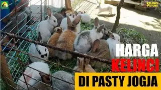 Harga kelinci di PASTY Jogja Desember 2022 I Kelinci Picture