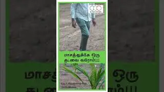 Drip Irrigation For Coconut Trees | JK TECH SYSTEMS