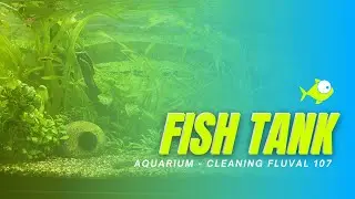 Fish Tank Aquarium - Cleaning Fluval 107 and more