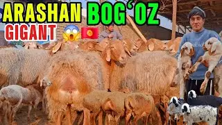 DOPPILI BOLAGA BOGʻOZ ARASHANLAR NAQT GIGANT EGIZAKLARIDAN ARZON😱👍