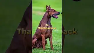 Top 10 Most Rare Dog Breeds In The World #dog #shorts #viralshorts #top10