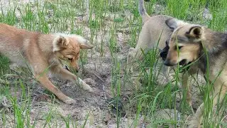 Dogs bite with snakes at field