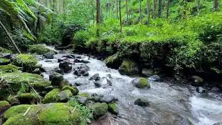 Let silence embrace you with soft river ambience around a cool mountain forest to ease your mind