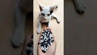 Beads ASMR 🌈 Satisfying Cat Reverse Magic#shorts #cat #asmr #satisfying #beads