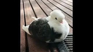 Old German Owl pigeon cooing compilation - Nutella the pigeon
