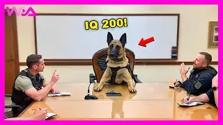 Funniest Animals Videos | When you own a dog with an IQ 200😲 Funniest Dog Ever! (Part 1)