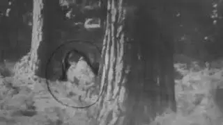the high strangness of cannock chase