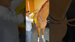 This Is How Champions Are Made 💪🐎#HorseRace #RaceHorse #HorseTraining#BehindTheScenes #Shorts