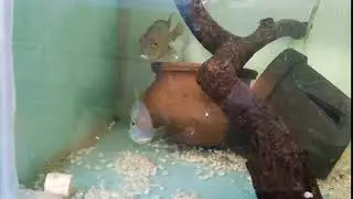 Nicaraguensis Cichlid @ Cichlid Park- Sri Lanka