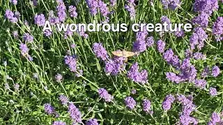 Meeting a rare and wondrous creature: the hummingbird hawk-moth (Macroglossum stellatarum)
