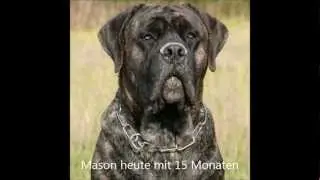 Cane Corso/Dogo Canario Mix Mason