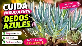 Senecio Serpens Cuidados,riego, reproducci&oacute;n