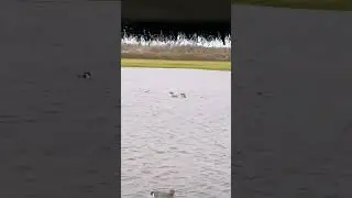 Chasse passion Pose canard souchet tonne hutte gabion 😍