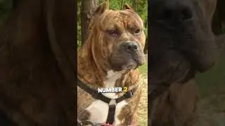 The 3 Dog Breeds Banned From The USA