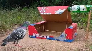 Amazing create unique technique pigeon trapping videos - primitive bird trap