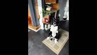 Happy dog, happy owner. #viral #motivation #happydog #diasporastories #dayinmylife #mobility