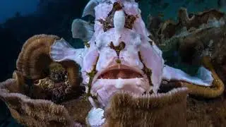 Voici Antennarius commerson, ou poisson-grenouille g&eacute;ant, ma&icirc;tre de l&rsquo;embuscade