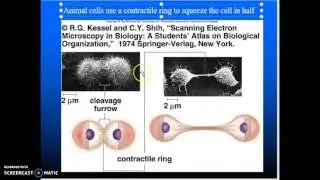 Cellular Cycle & Cellular Reproduction Bio 101